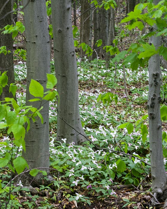 Trilliums in the Woods